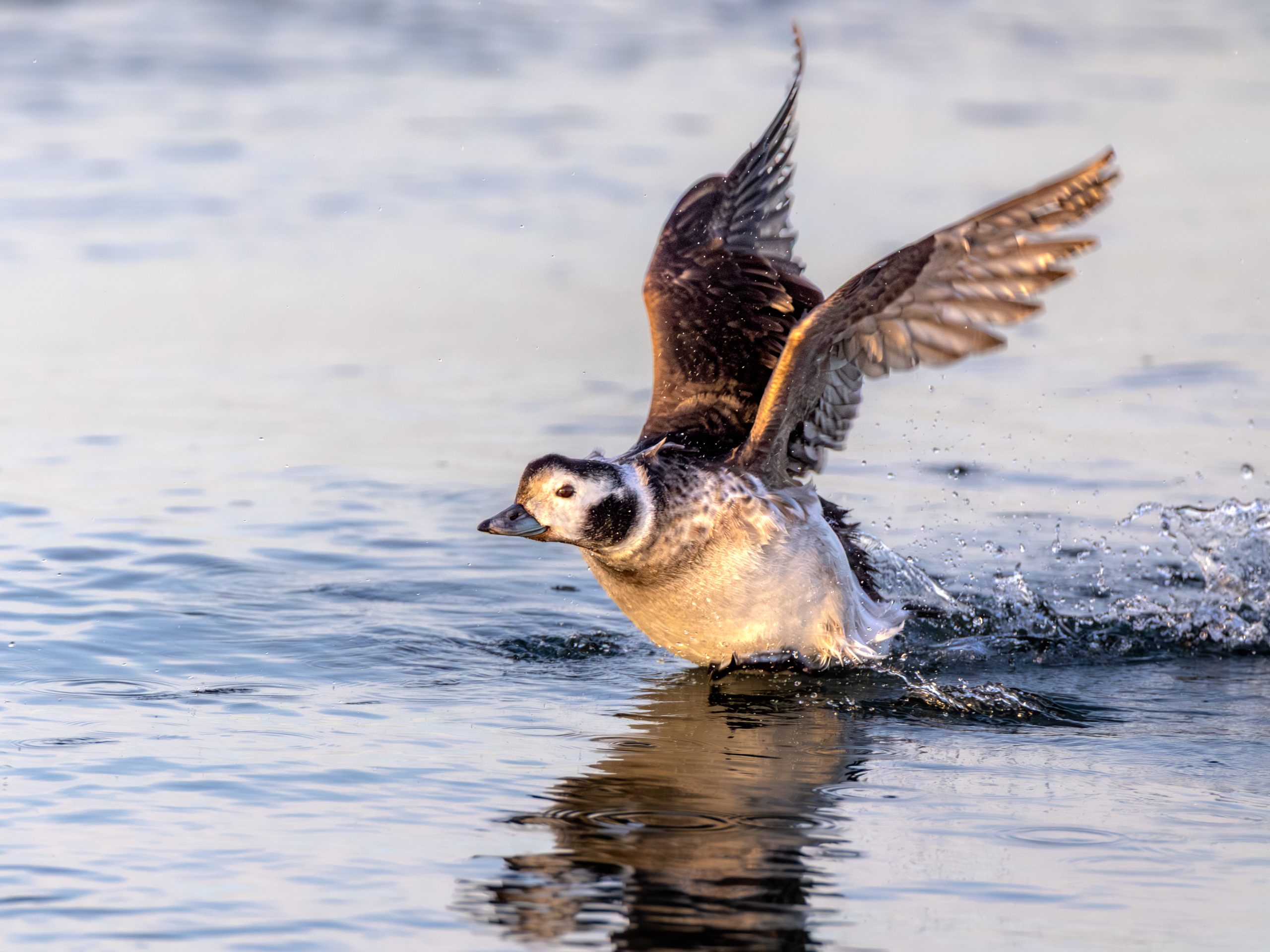 2nd PrizeOpen Nature In Class 1 By Gregory Rinker For Longtailed Hen Take Off FEB-2026.jpg